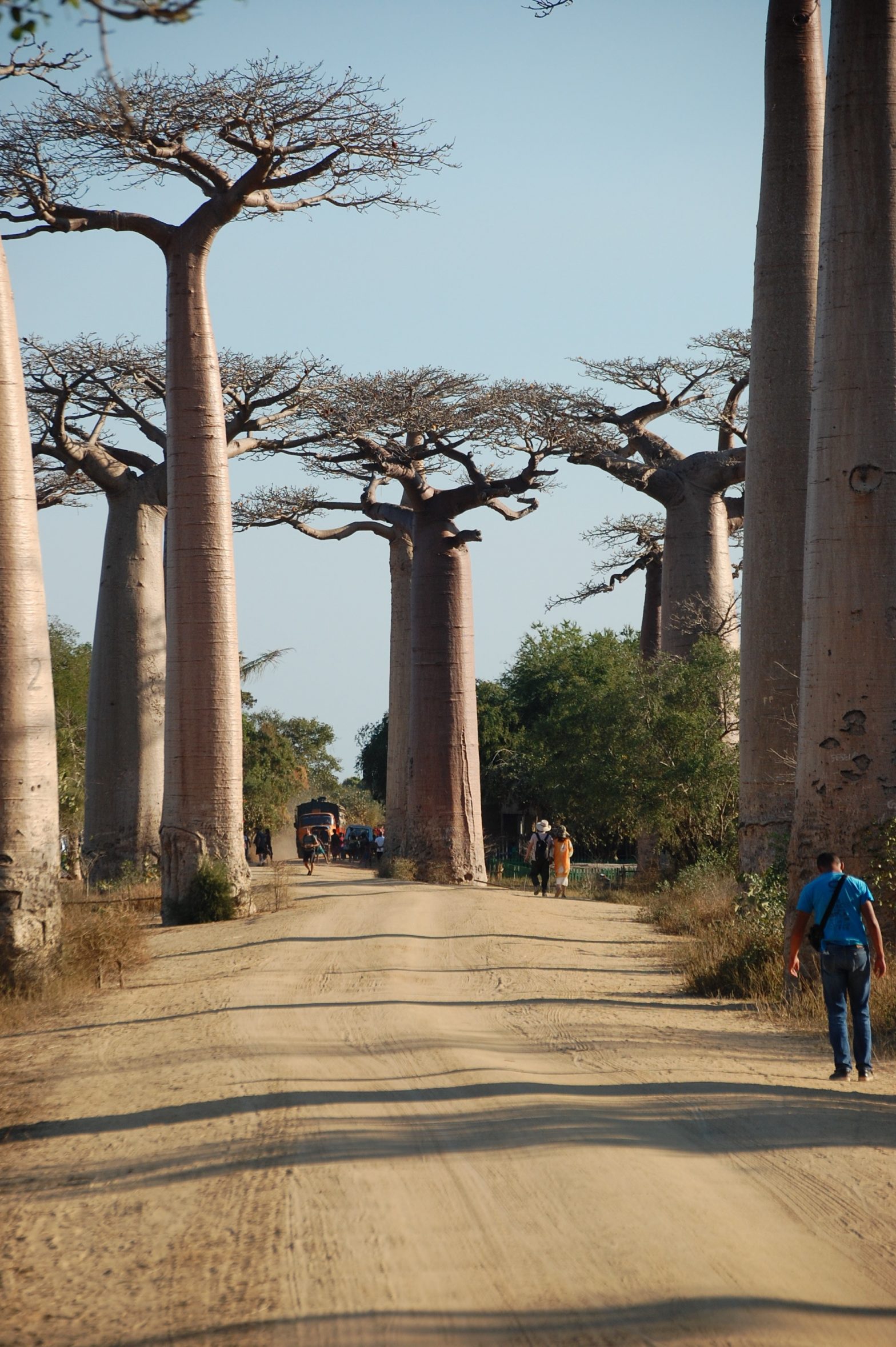 Le Baobab, arbre de vie